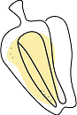 shape